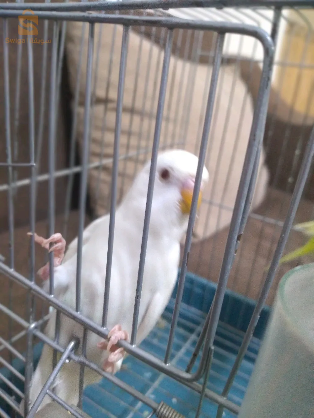 بيريش للبيع البينو زيو روج