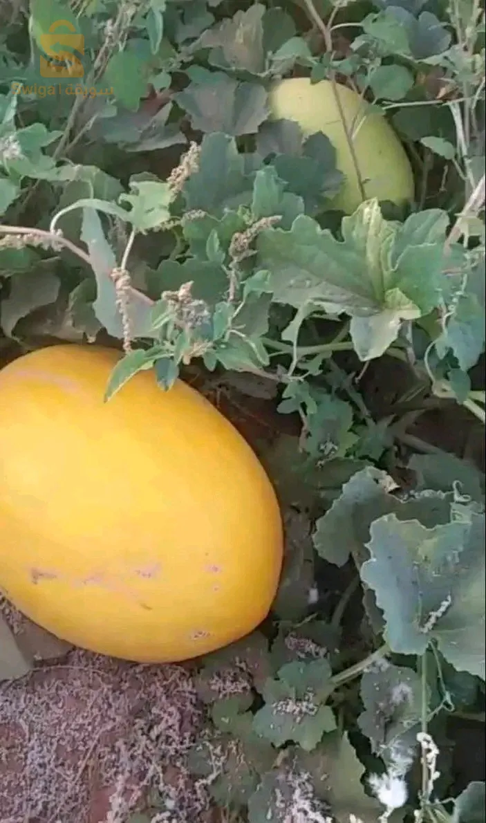 أرض فلاحية للبيع