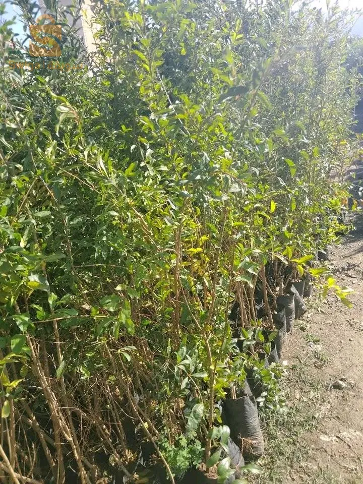 اشجار الفاكهة و اشجار تزيينية و مضادات الرياح