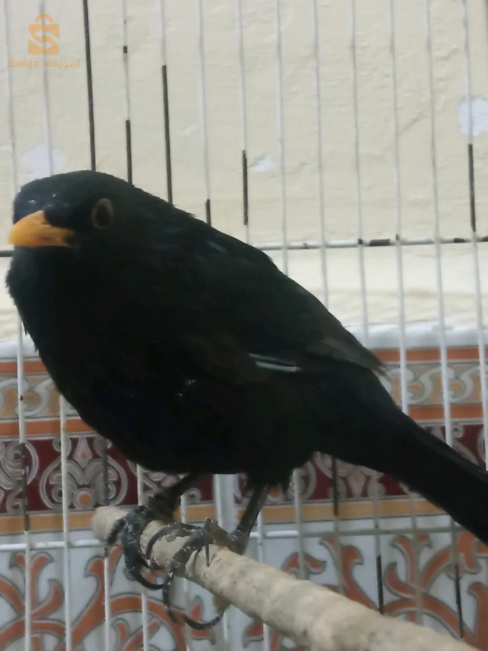 الشريعة ولاية تبسة