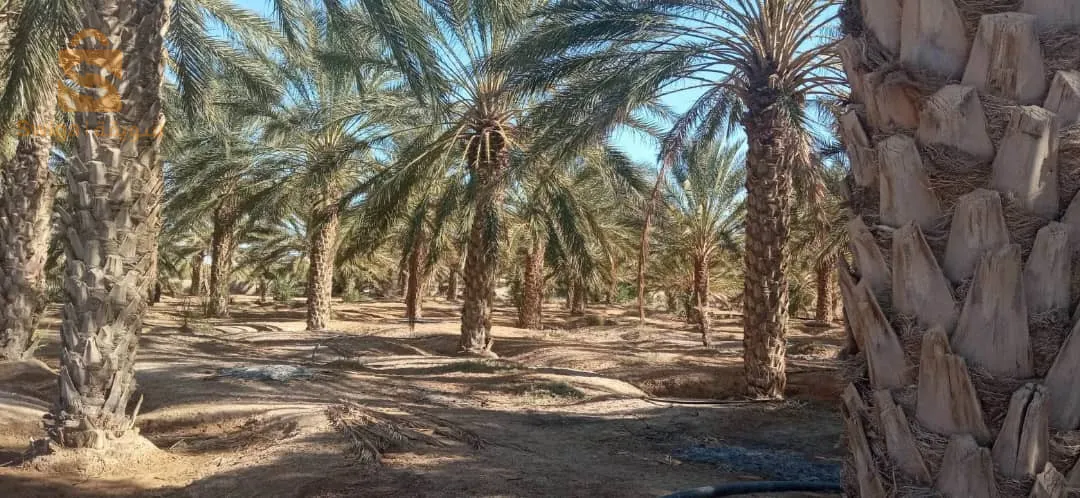 ولاية بسكرة بلدية اوماس قريبة على المطار