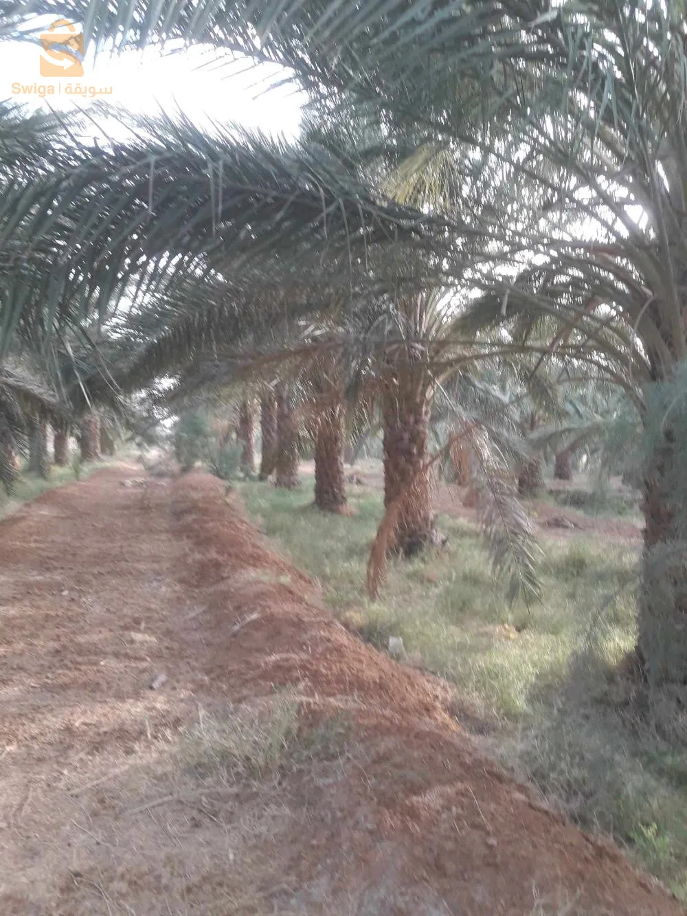 ارض فلاحية 20 هكتار للبيع