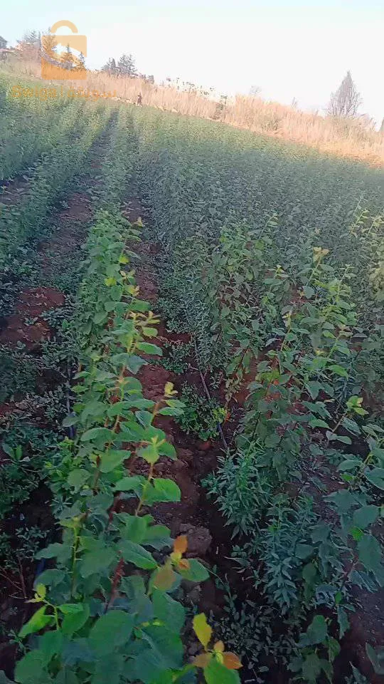 عين النحالة