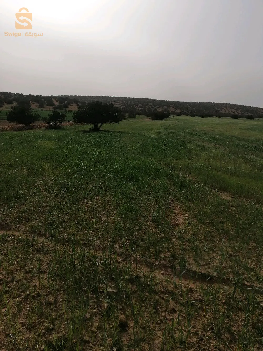بلدية امجدل