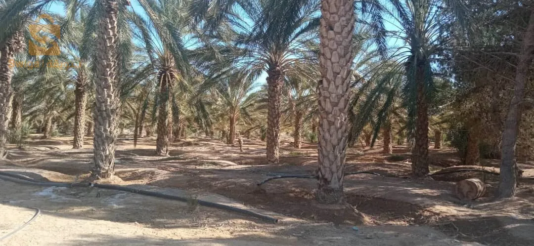 Exactement dans l'Etat de Biskra, dans la commune d'Oumache, à proximité de l'aéroport,