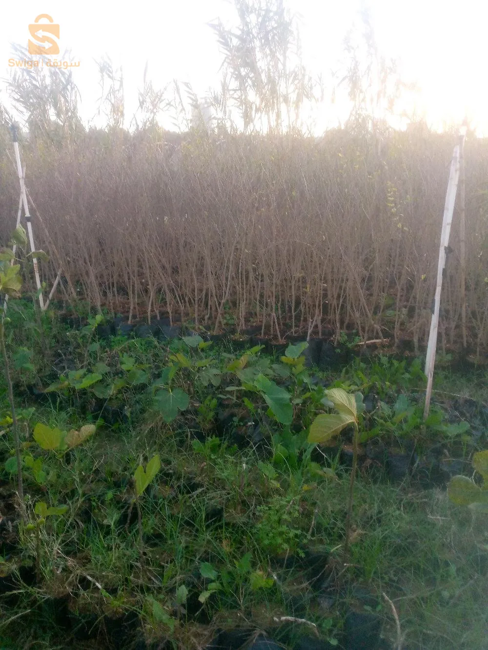 اشجار مثمرة