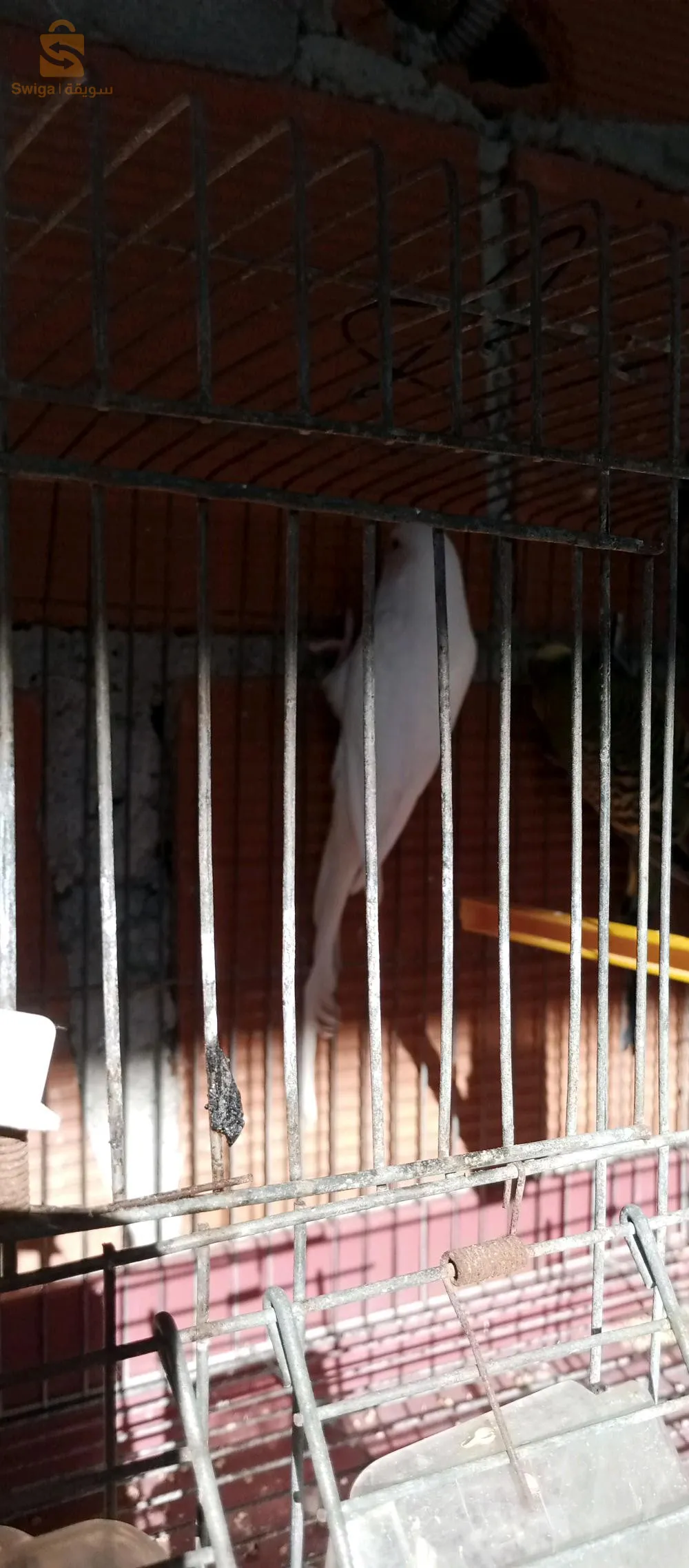 زوج(ذكروانثى) من طائر البادجي