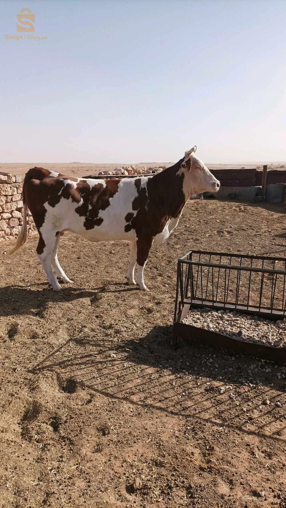 بقرة رباعية عشرة
