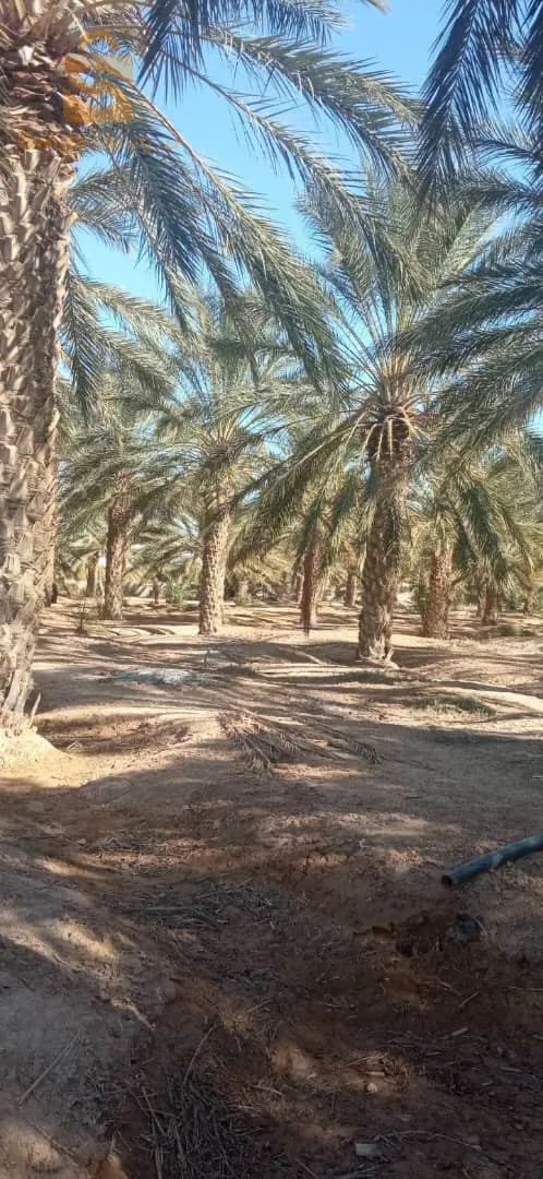 Exactly in the state of Biskra, in the municipality of Oumash, close to the airport, a plot of land of 10 hectares, four trains planted with 430 palm trees, and the rest is an empty area with apricot trees, pomegranates, olives, and kratos, with 2 forages and clôturé in the village.
For more details, call 0551631890