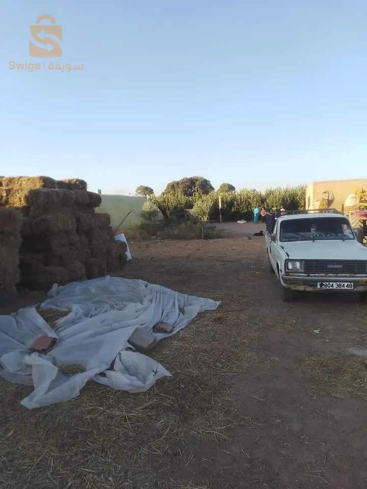 فيرمة للبيع مساحة مقدرة 2600 ار على الطريق عوينات فيها ليسار نتاع دجاج  ودار و 800 شجرة تفاح و حاسي  صوندا