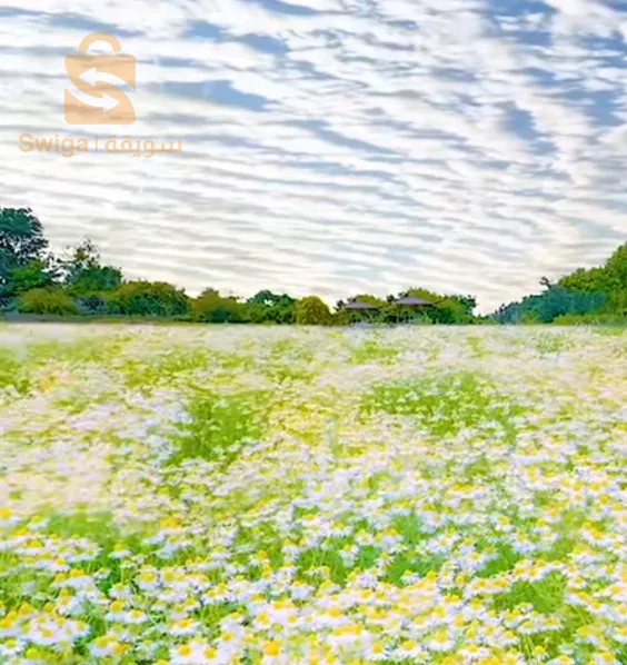 بوفاريك حلوية