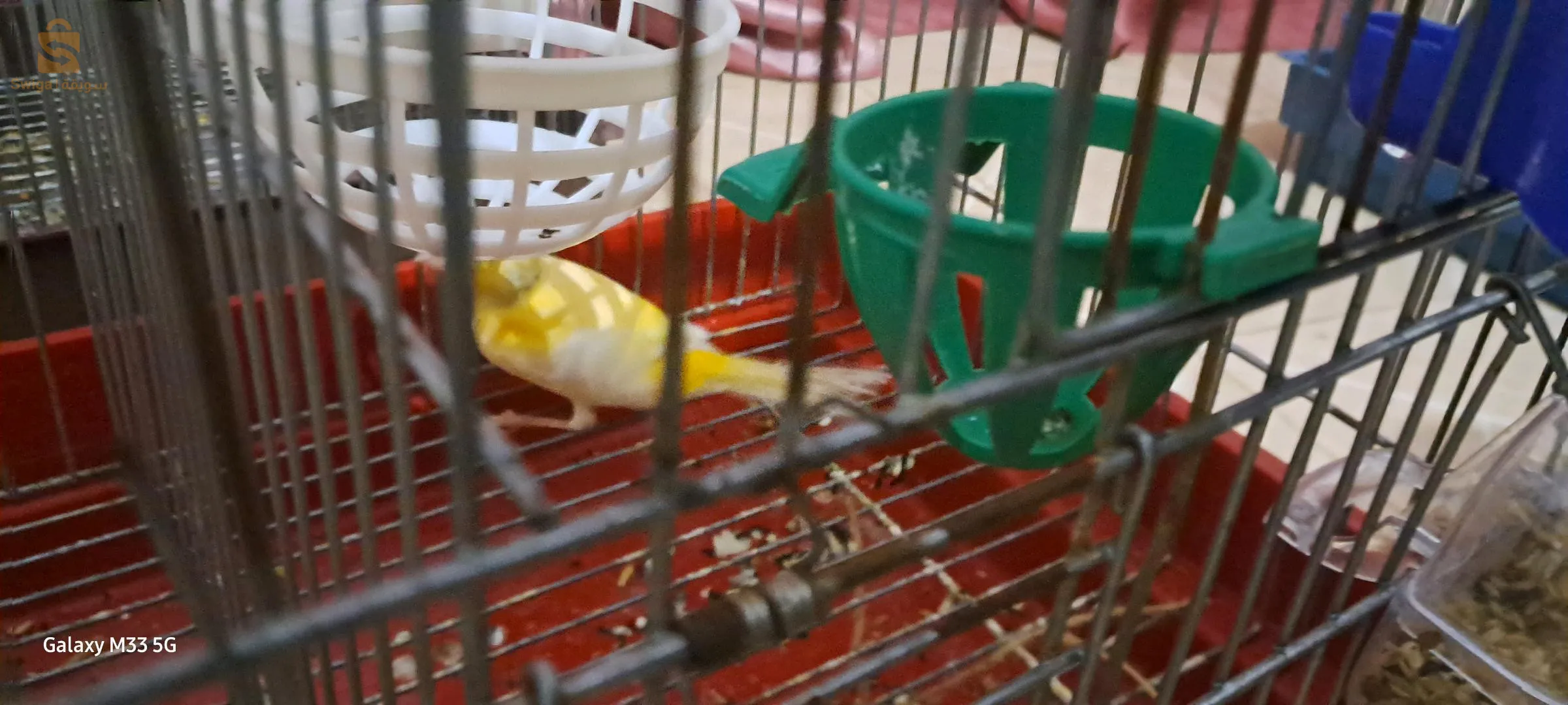 Il existe des Canary Vimals que nous vendons et n'échangeons pas contre du Limal.