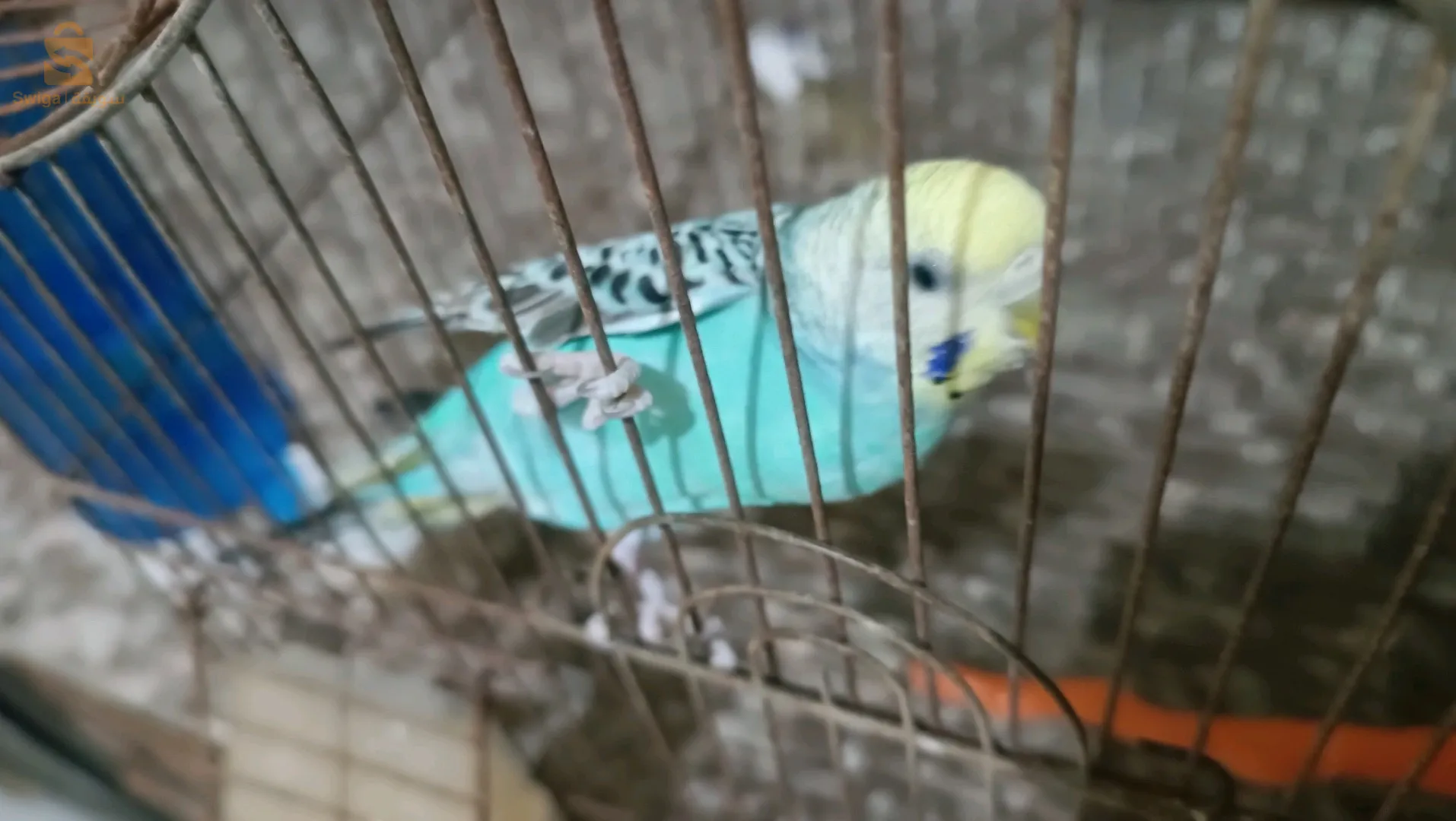 طائر بيريش للبيع