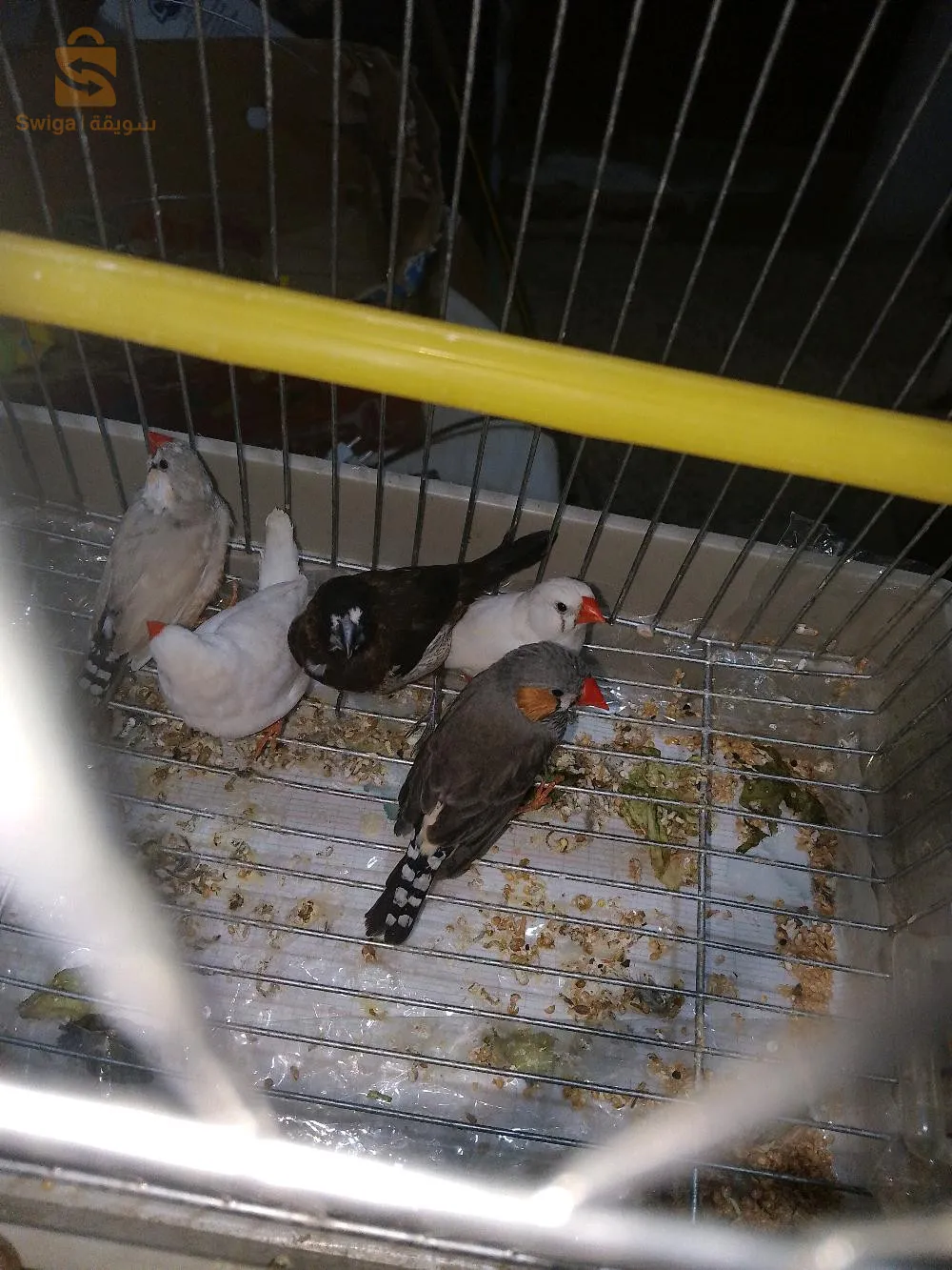 زيارة فينش