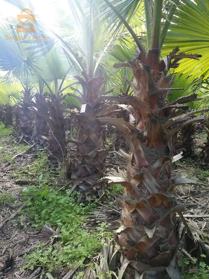 بيع وتركيب العشب الطبيعي .نبات الزينة.أشجار.نظام السقي.......كل مايتعلق بالحدائق..........