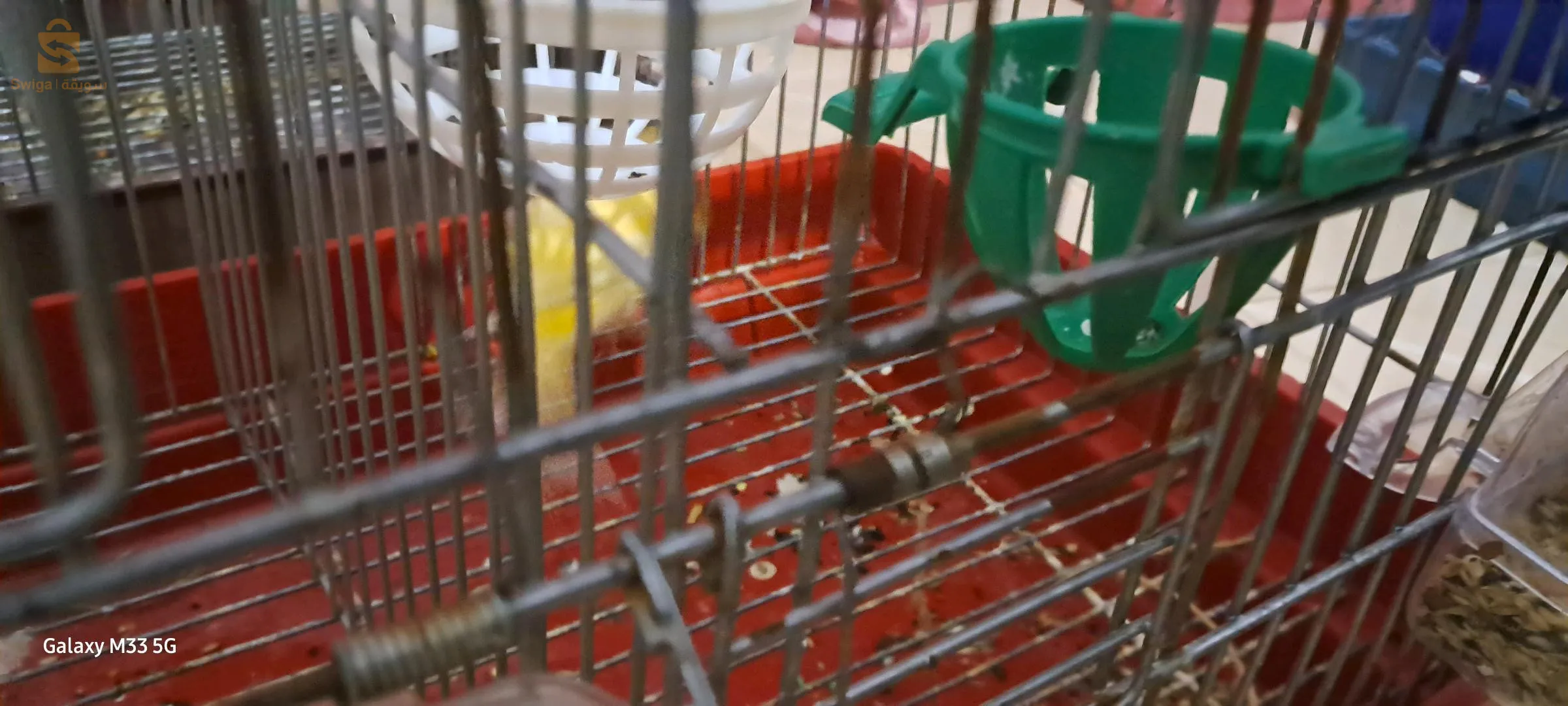 Il existe des Canary Vimals que nous vendons et n'échangeons pas contre du Limal.