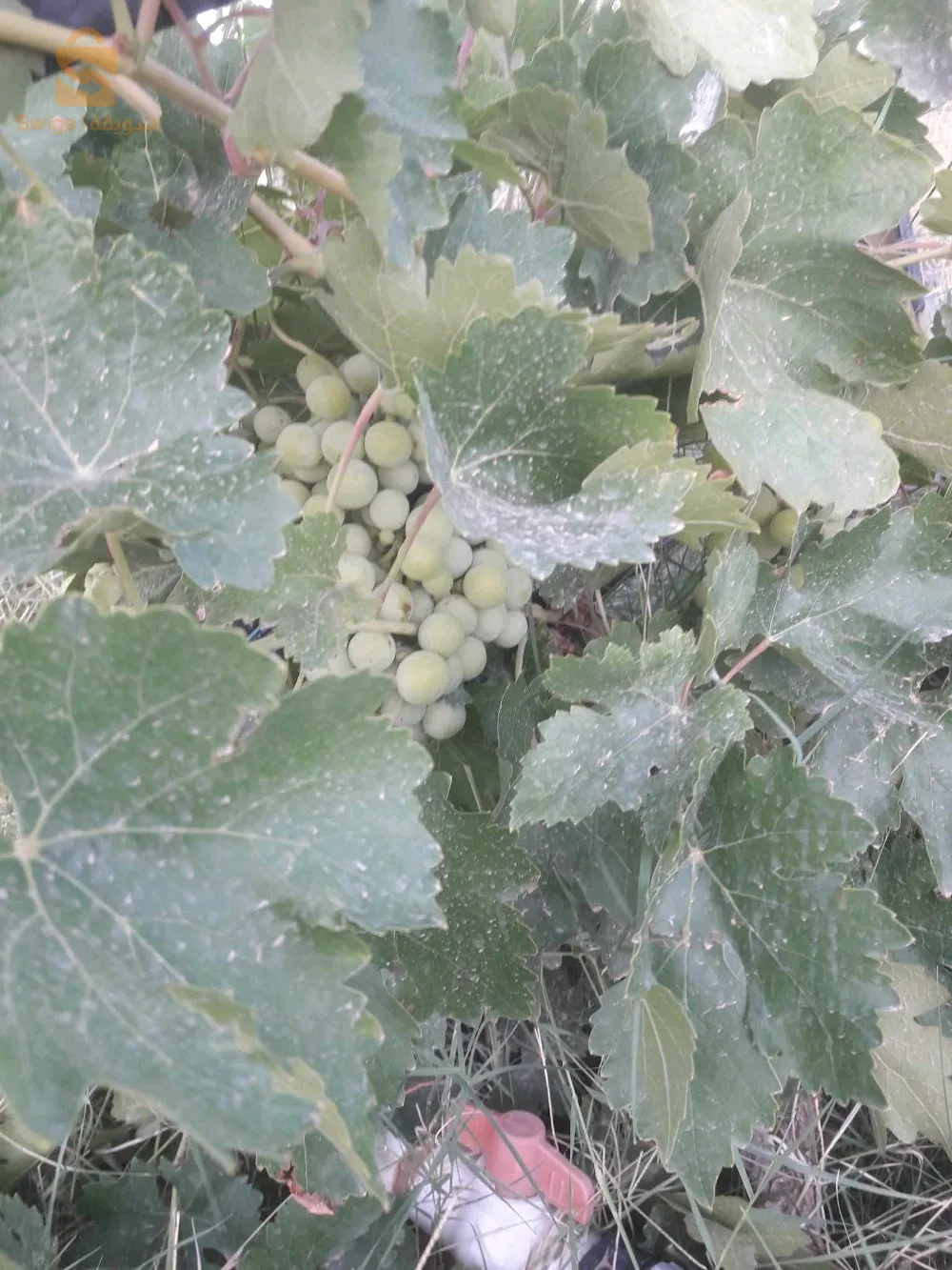 ارض فلاحية 20 هكتار للبيع