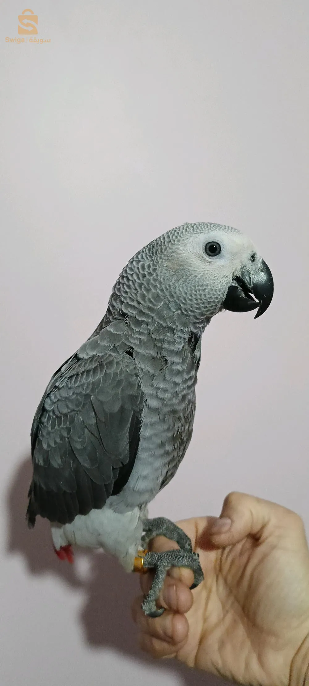 ببغاء الغابوني