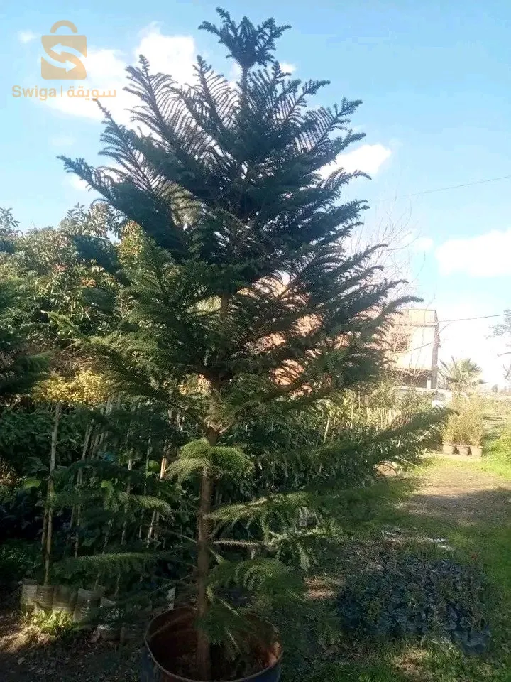 اشجار الفاكهة و اشجار تزيينية و مضادات الرياح