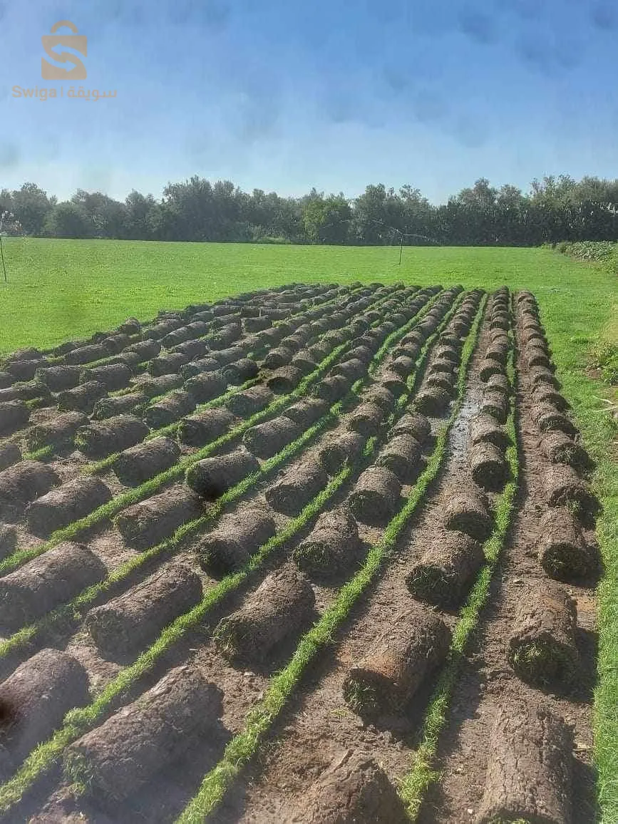 Bienvenue pour tout les travaux jardinage et décoration
Contacter chez nous sur Tél/whatsApp 0772157007/0673169475🌷🌳🌴🌹🌲🌻🌵