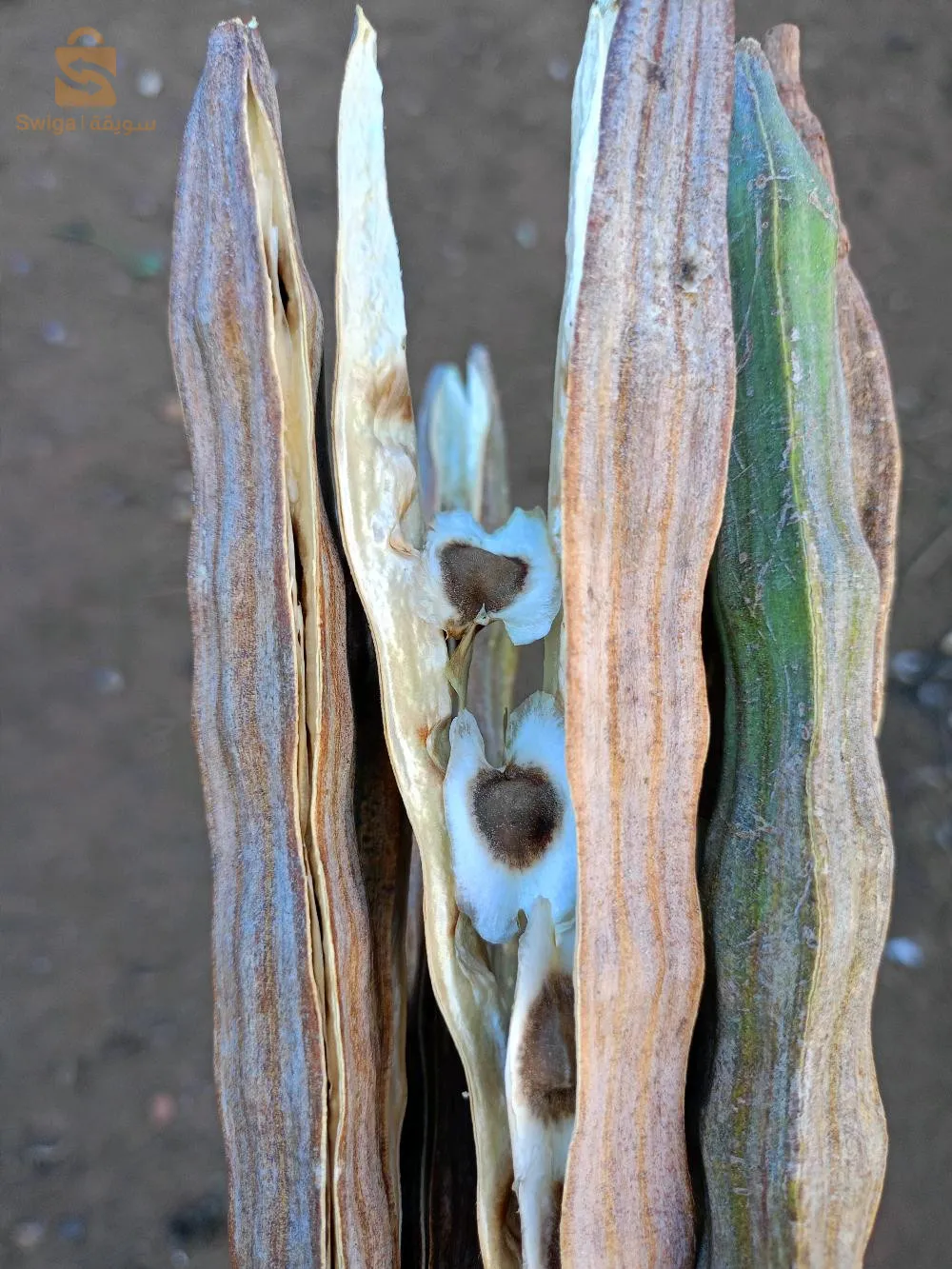 بذور المورينجا