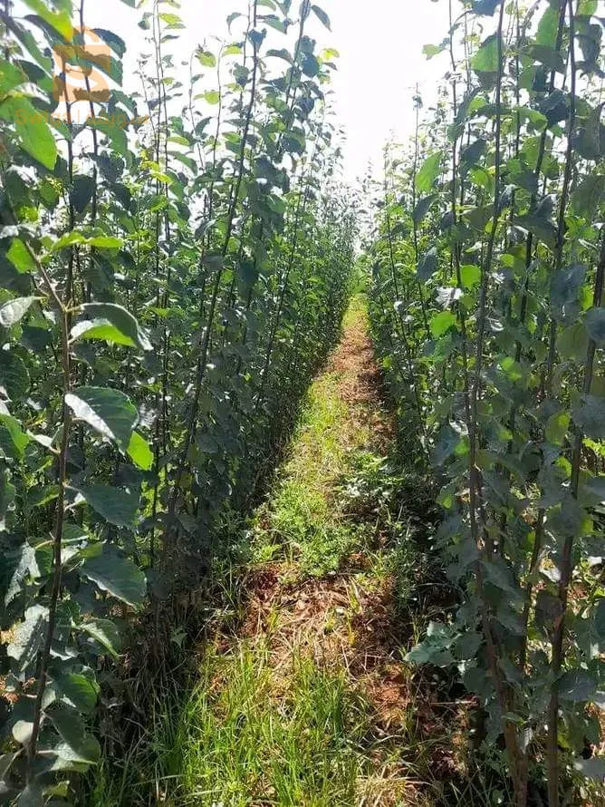 عين النحالة