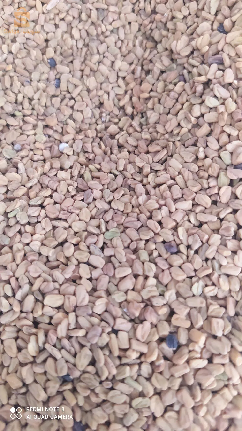 les épices et les herbes