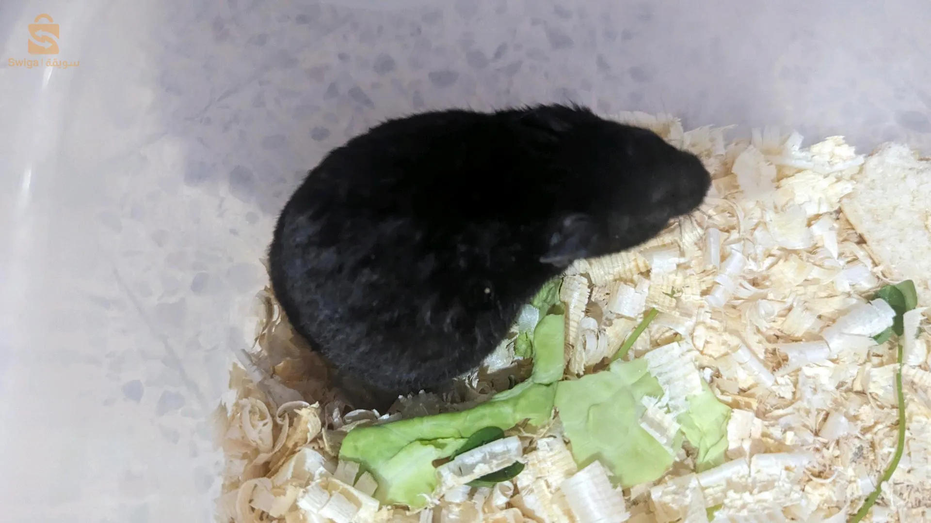 الجزائر العاصمة