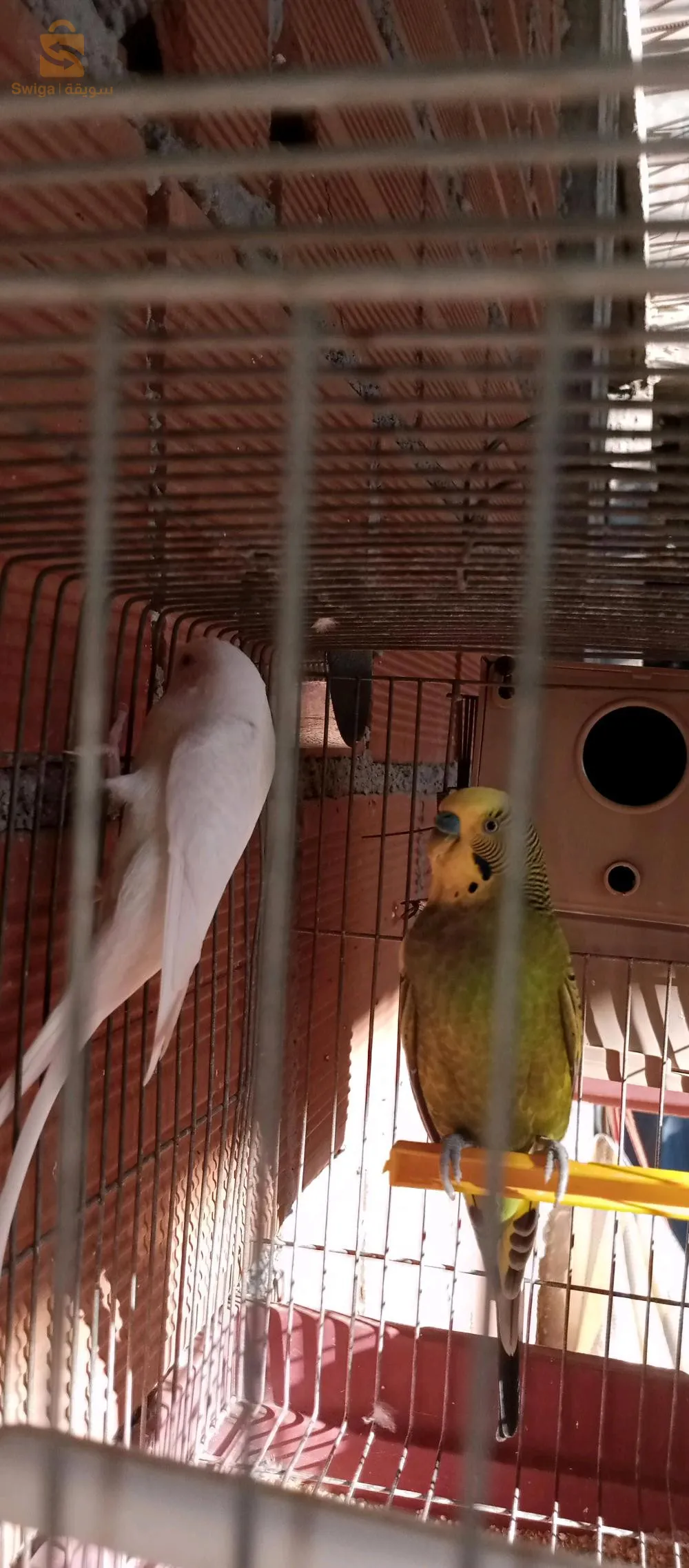 زوج(ذكروانثى) من طائر البادجي