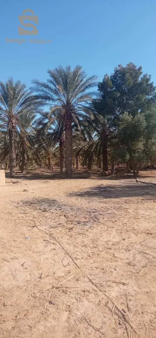 Exactement dans l'Etat de Biskra, dans la commune d'Oumache, à proximité de l'aéroport,