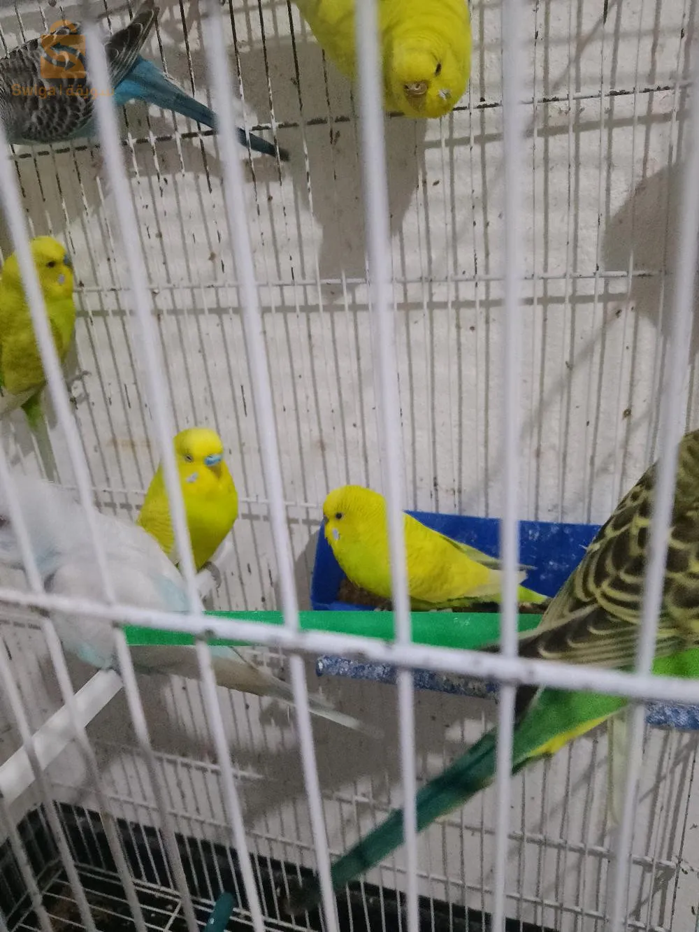 بيريش
