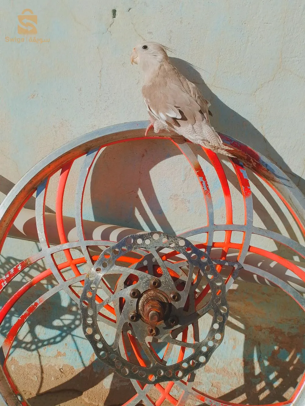 مال كوكتيل كالوبسيت وايت فايس