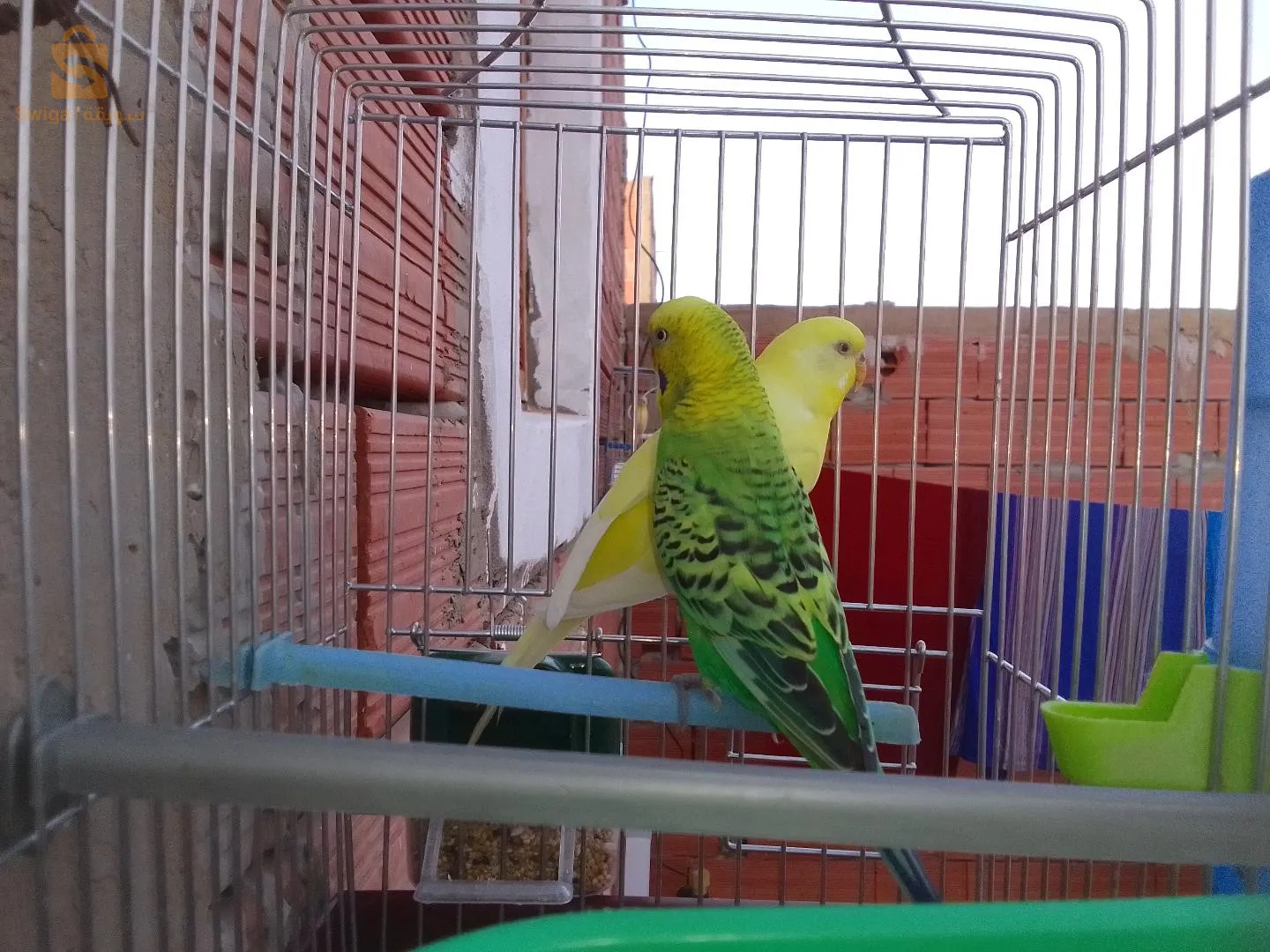 بيريش للبيع