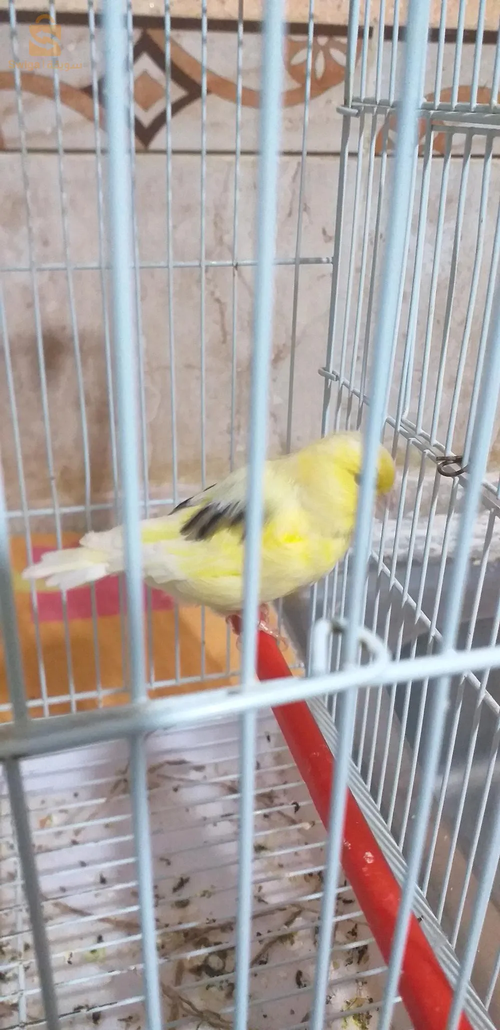 بسكرة الحي الدرومان