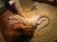 قديل. وهران