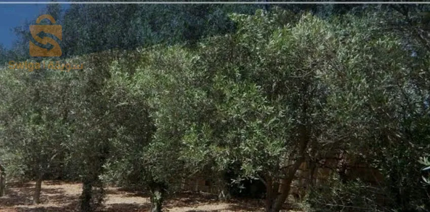 فيرمة نتاع أشجار الزيتون للكراء 4 هكتار و نصف