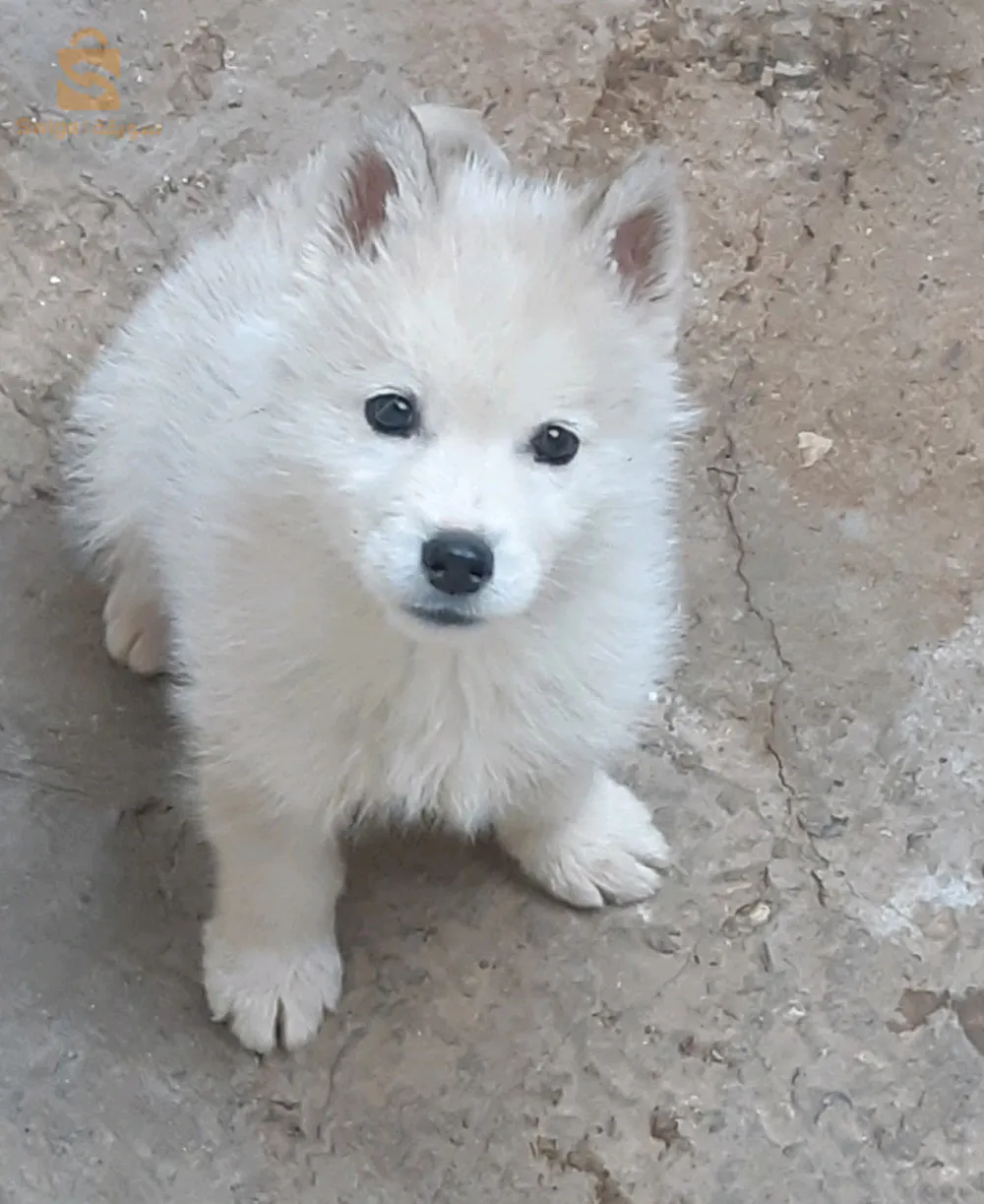 0671724377 بسيدي بلعباس