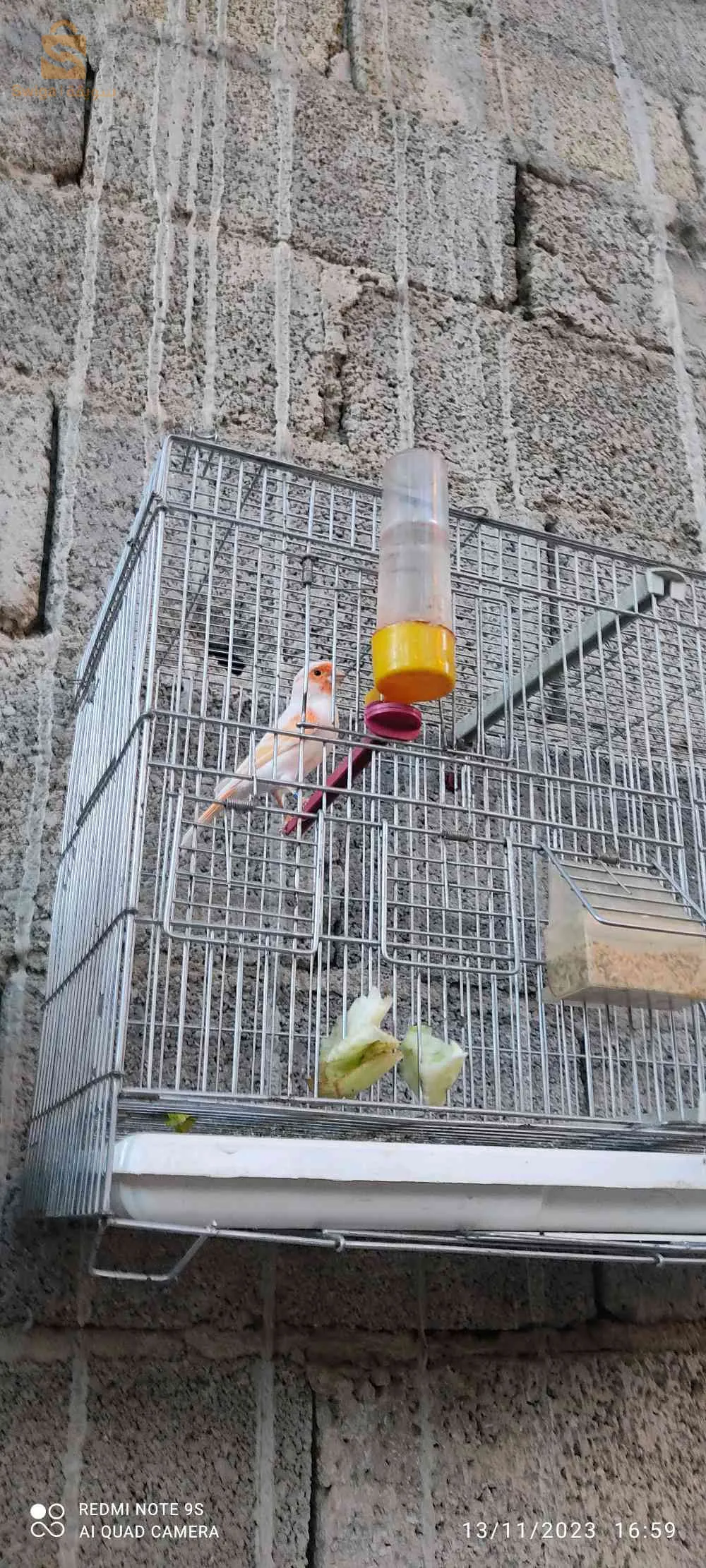 2ذكورا وانثي