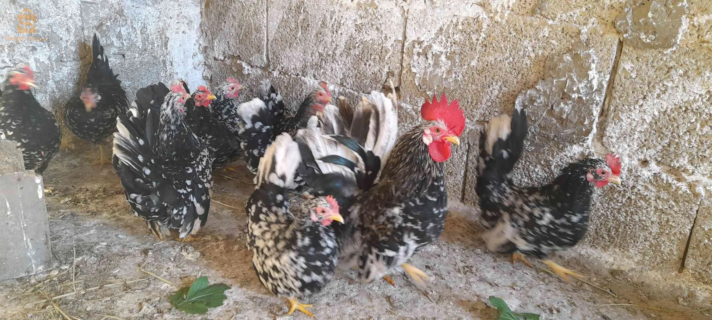 بيض نكازامي كايوتي (دجاج قزم)