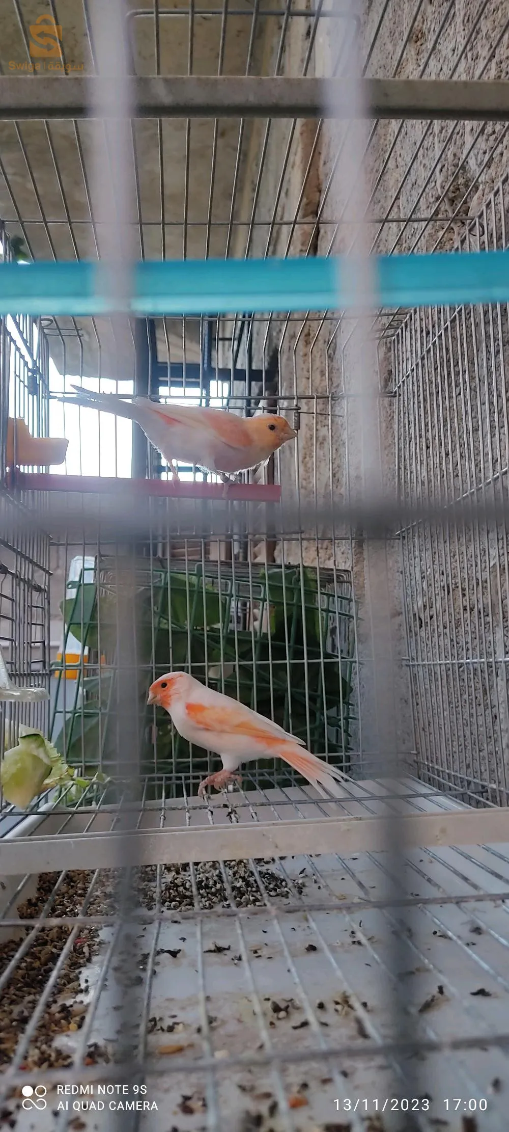 2ذكورا وانثي