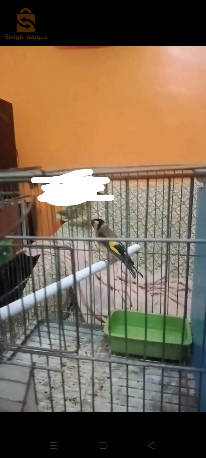 سيدي بلعباس