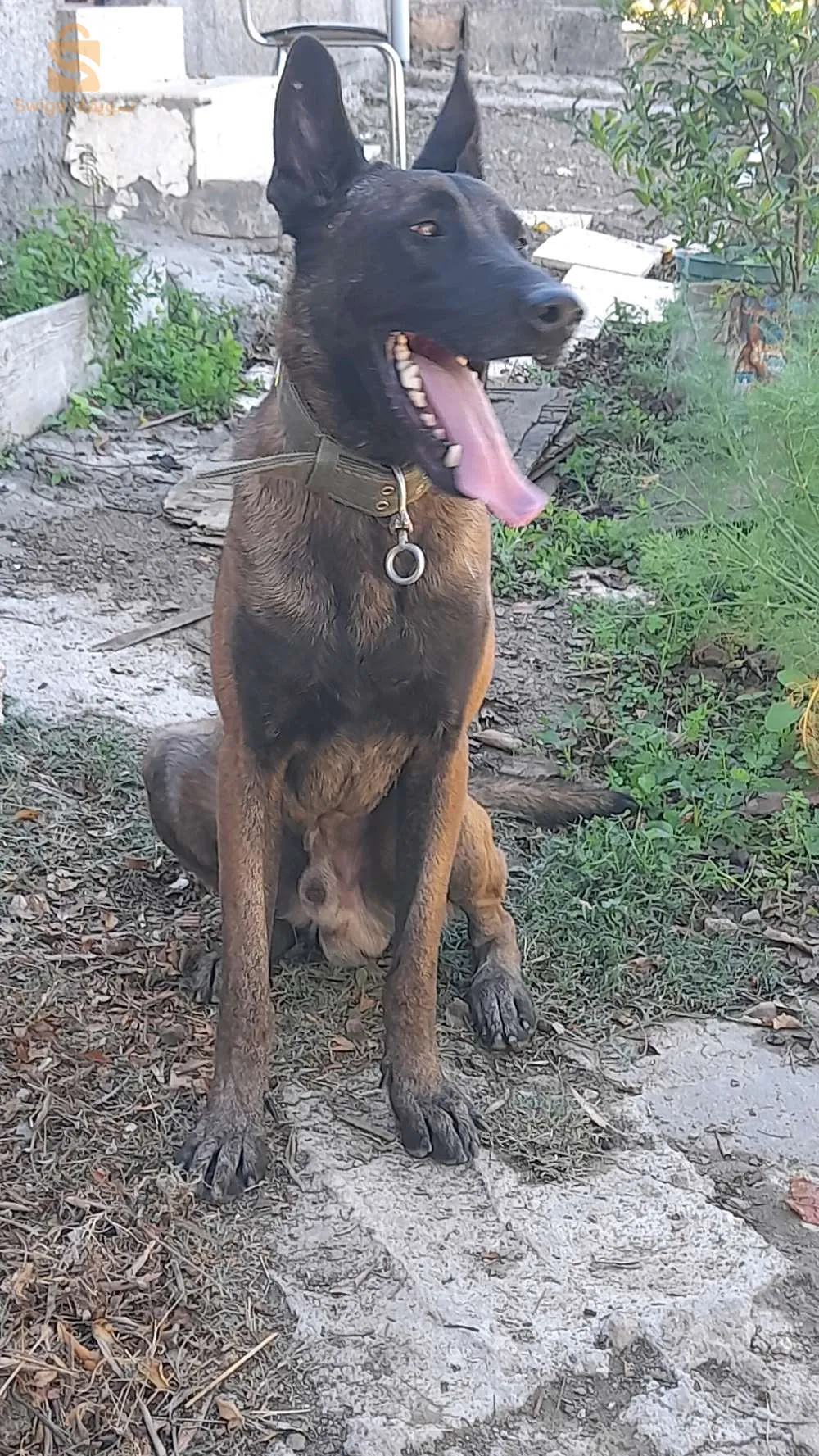 malinois