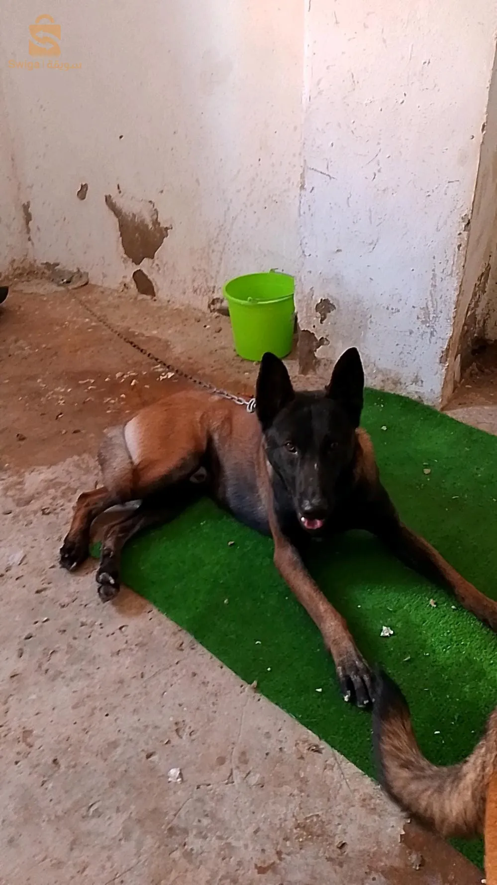 كوبلا مالينوة