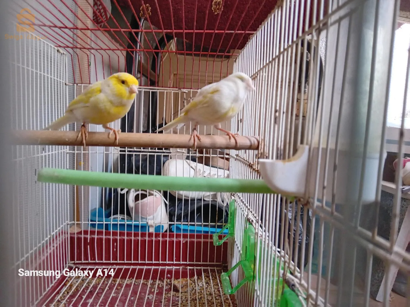 كناري انثي و ذكر نوعه الجاص