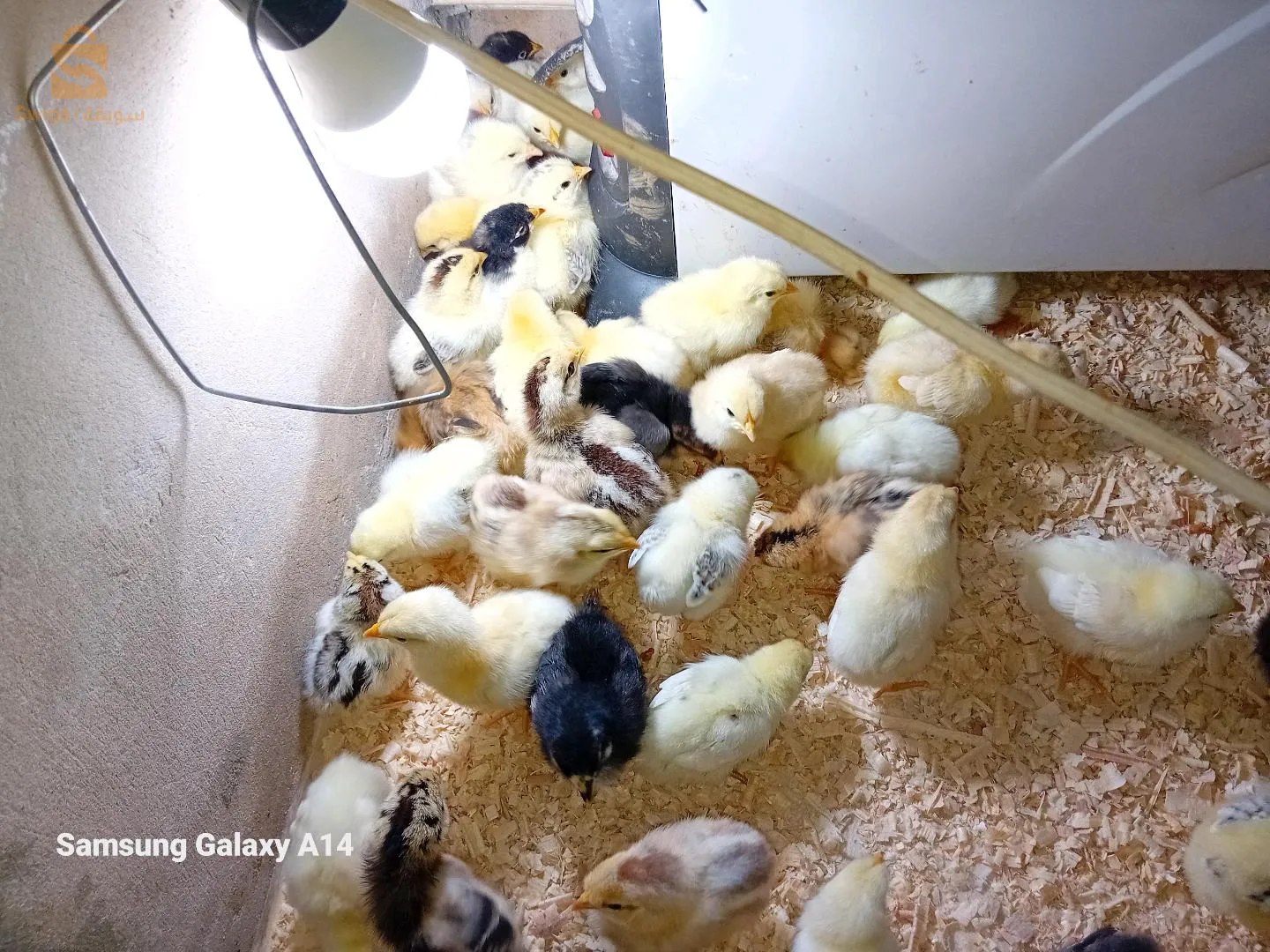 الحميز _دار البيضاء