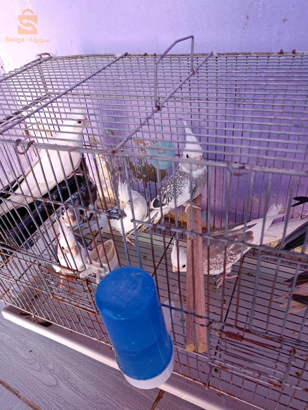 طائر كوكتيل