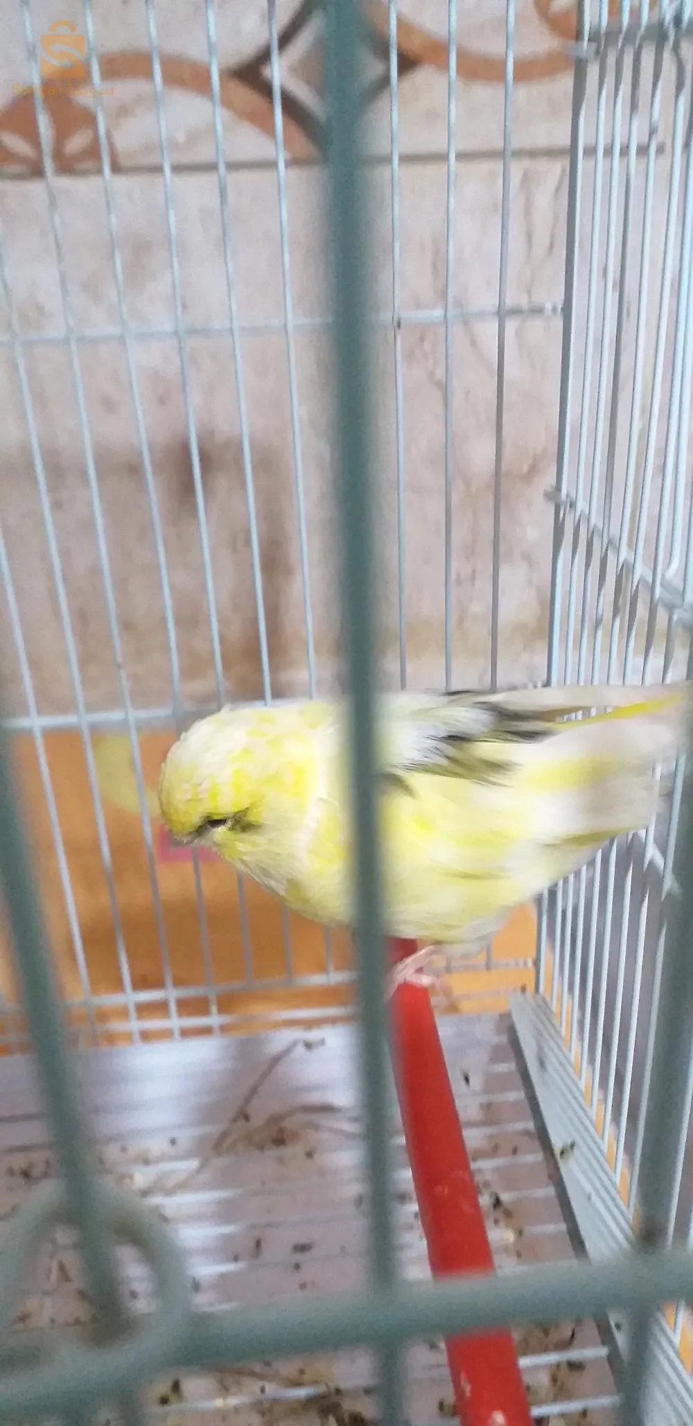 بسكرة الحي الدرومان