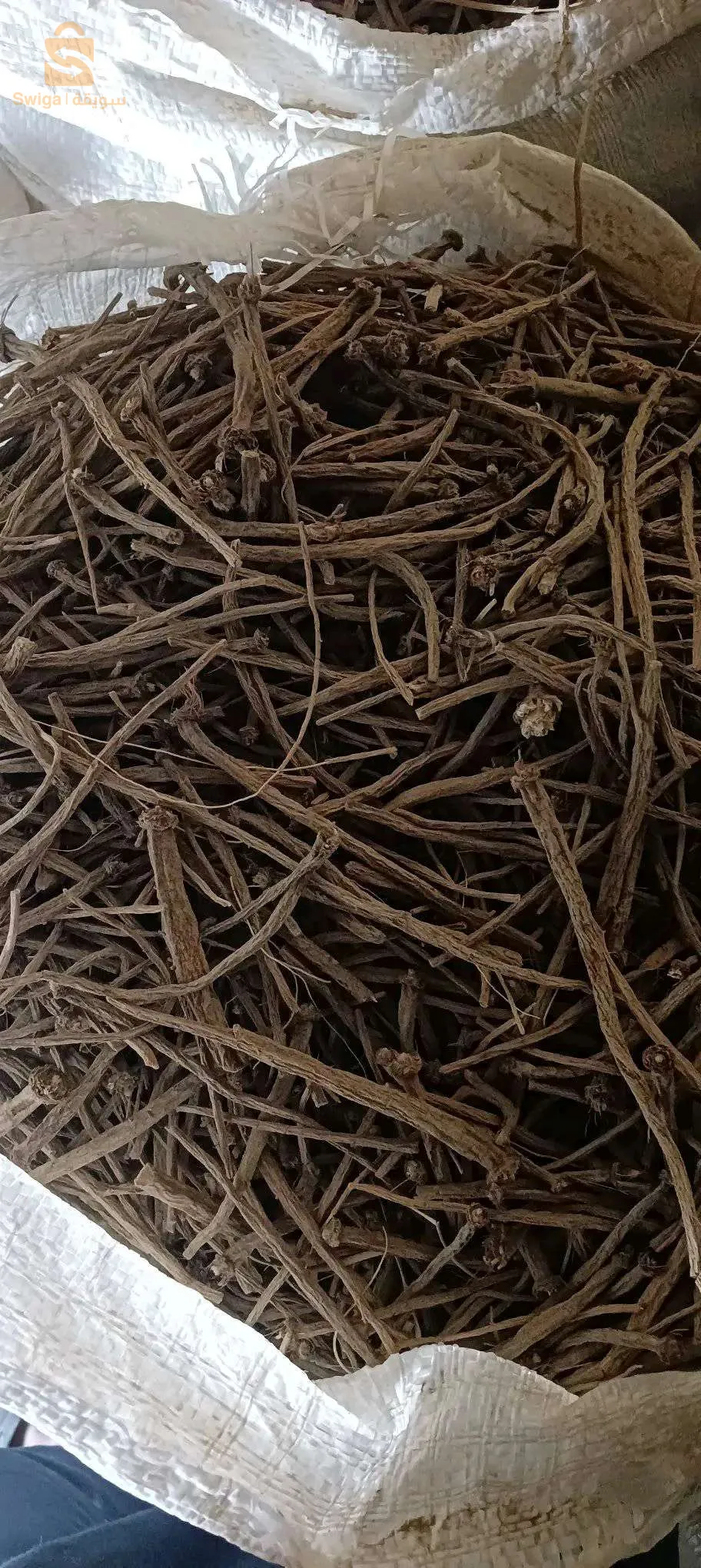 عود القرح (قنطس)