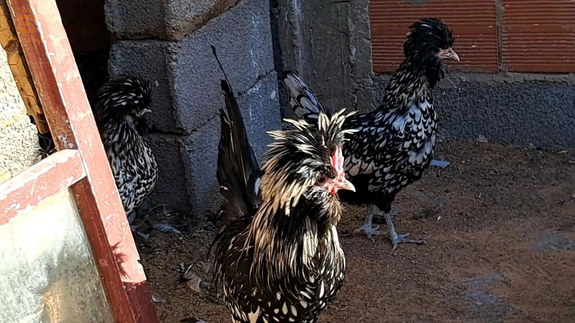 بيع بي كبلات