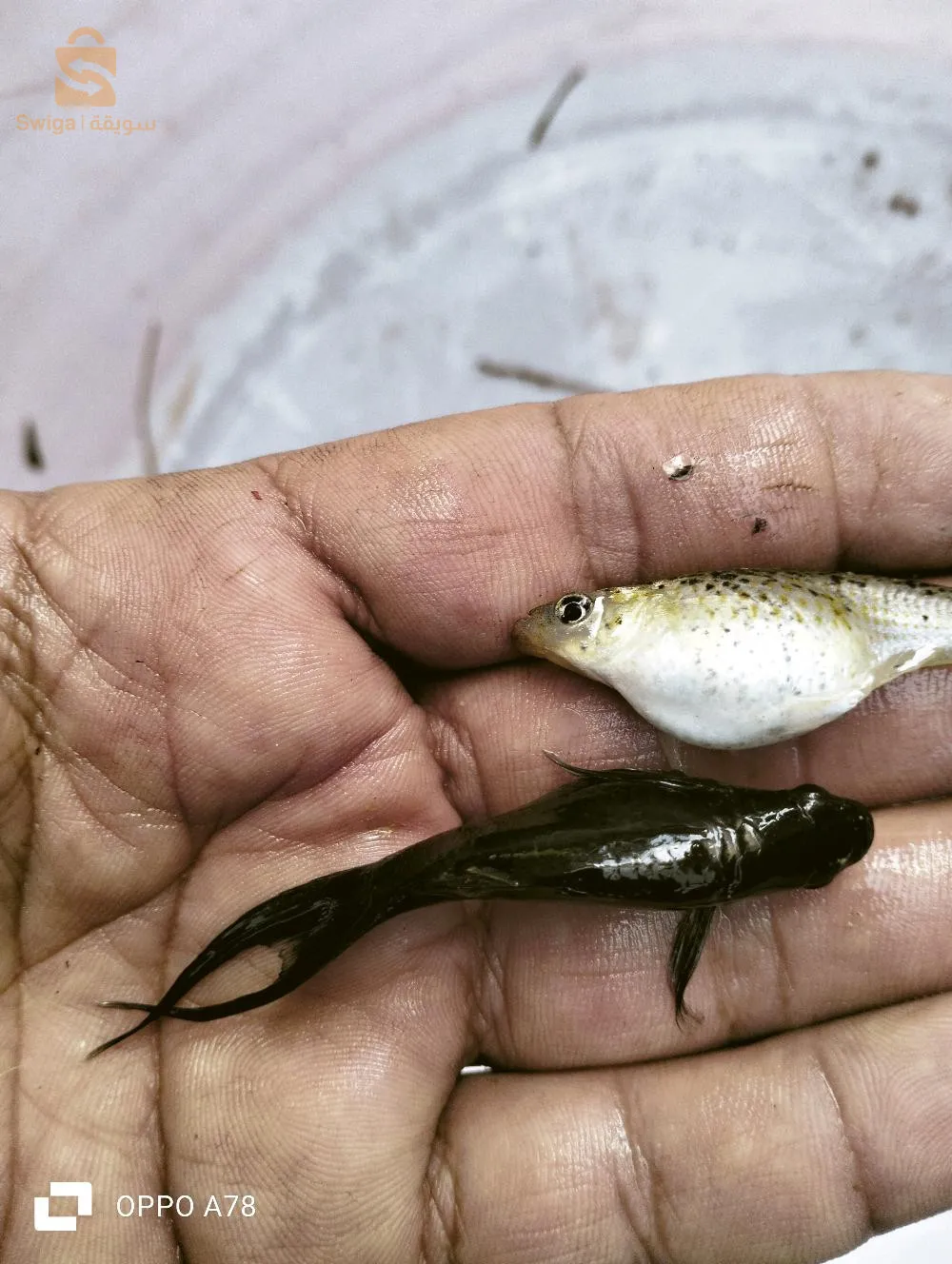 بيع. اسماك التربية موجهة للاستهلاك و الزينة و الفلاحة من اجل اسخدام فضلاتها في الماء كبديل للأكسدة الكميائية